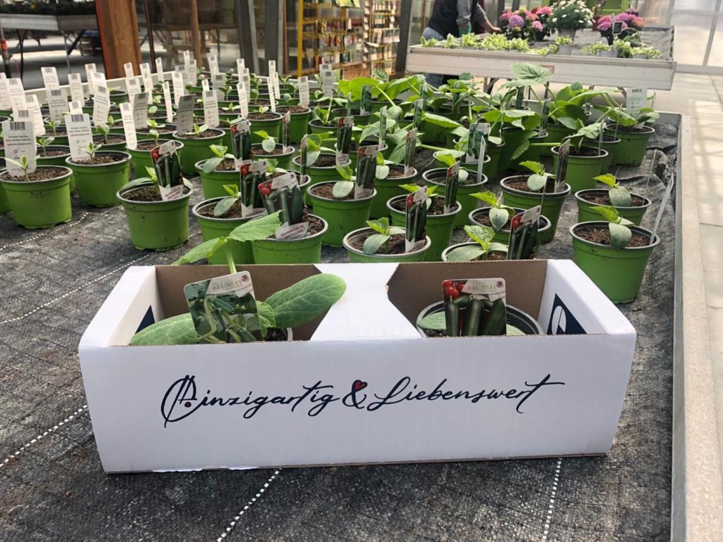 Angebot: 10% Rabatt auf Balkongemüse (ab 4 Töpfe) inkl. WBG Korb